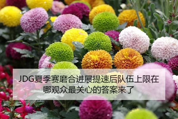 JDG夏季赛磨合进展提速后队伍上限在哪观众最关心的答案来了